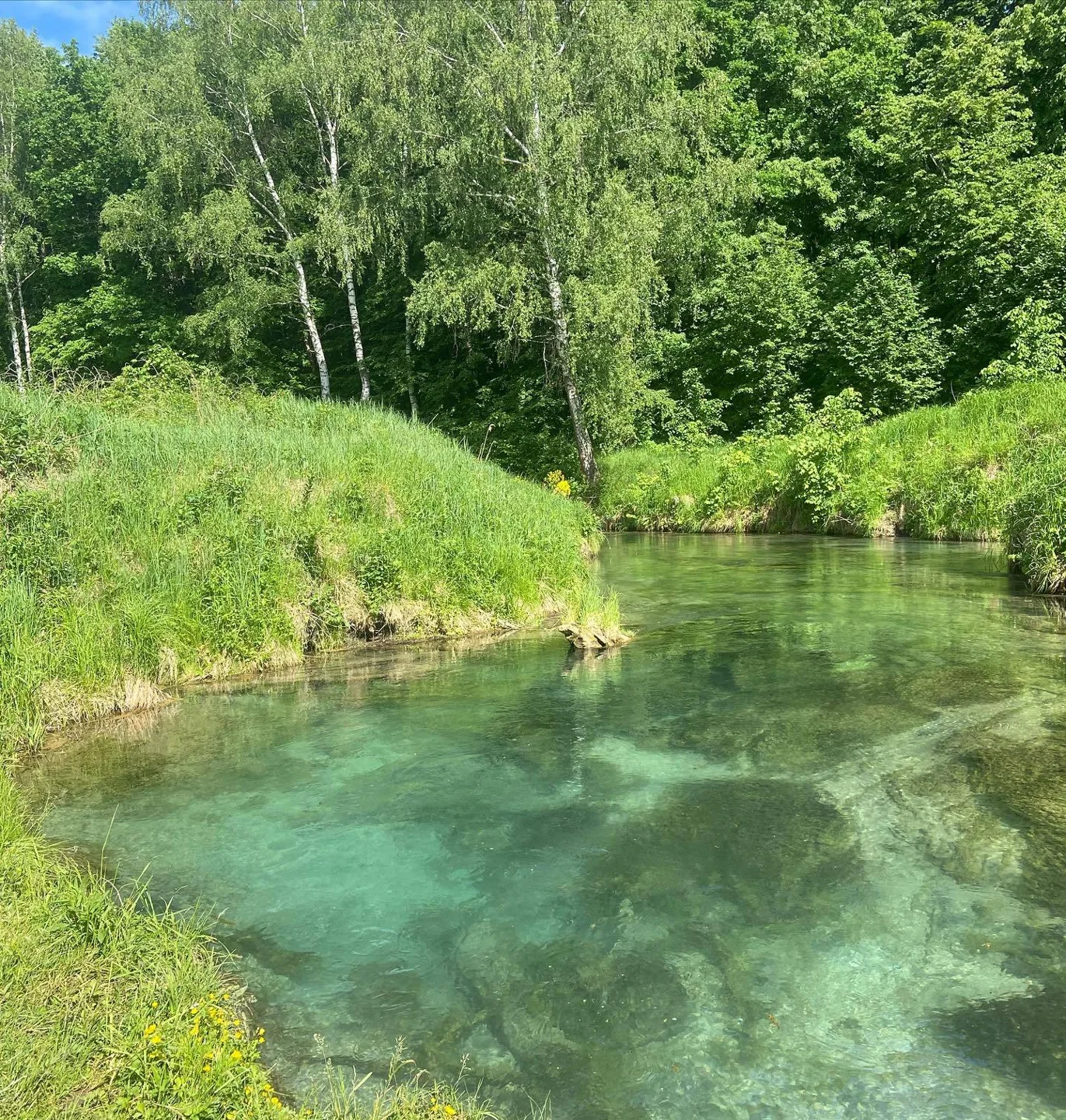 Прозрачная вода с видимым дном у лесистого берега